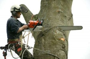 Использование промышленного альпинизма при удалении деревьев