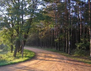 Среди сосен и берез